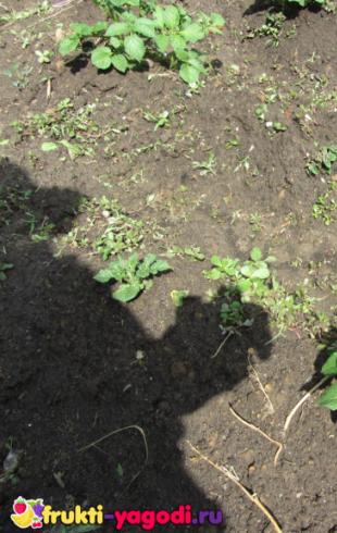Watering potatoes in open ground - basic rules, terms and standards